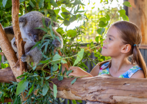 A Baby Giraffe Has Arrived at Sydney Zoo 2 Koala Encounter Image2
